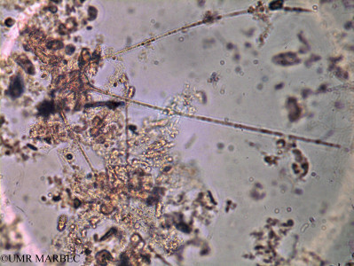 Tripos carriensis (Species)